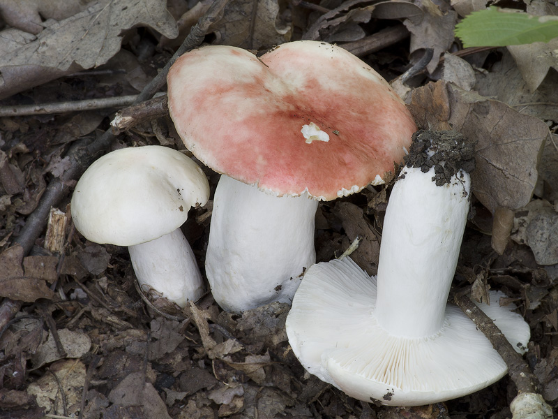 Russula persicina